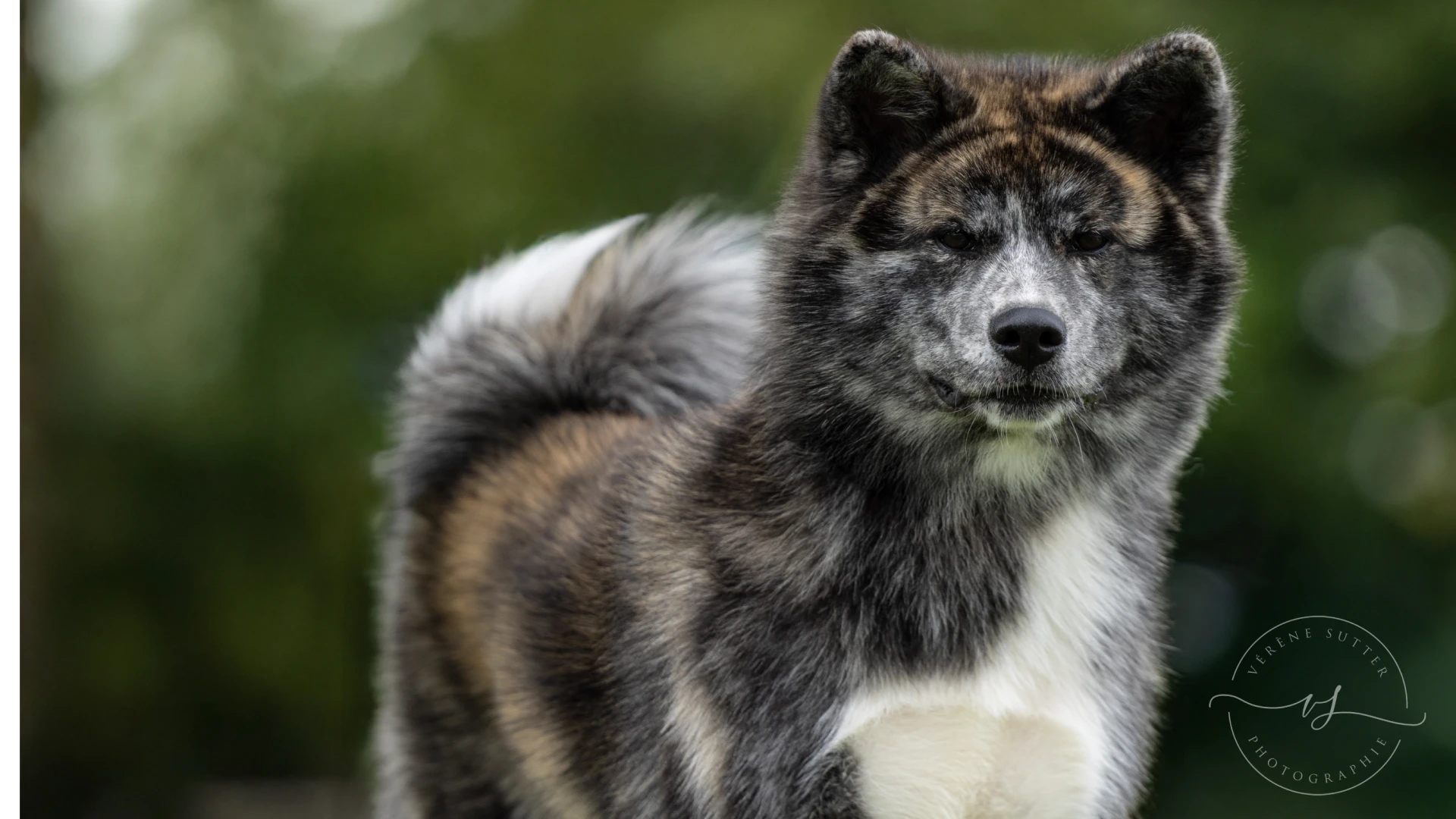 Of Ooinuza Elevage Akita Inu Sarrebourg Article 3
