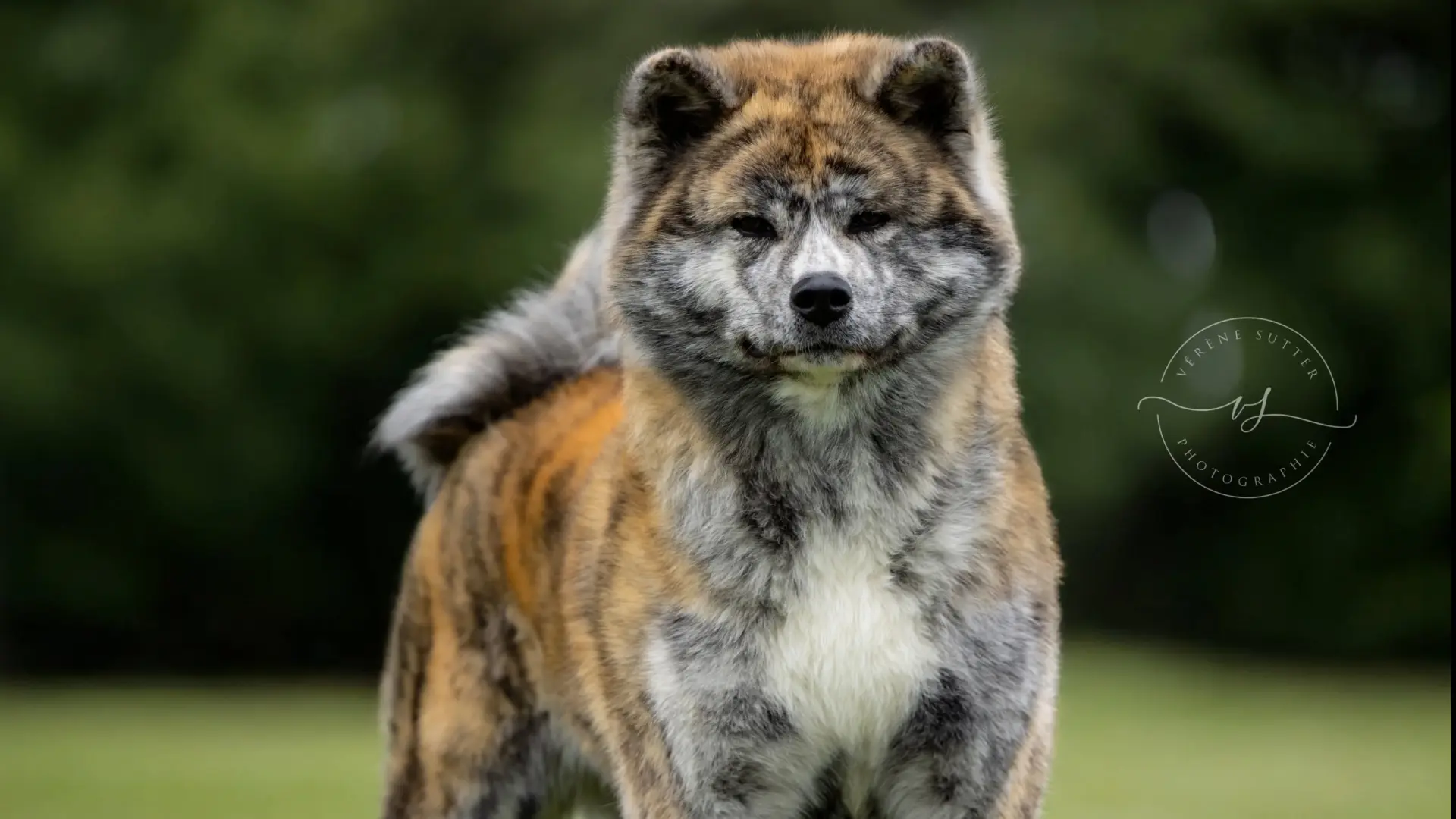 Retz Yannickretz Yannick Elevage Akita Inu Sarrebourg Akita Accueil