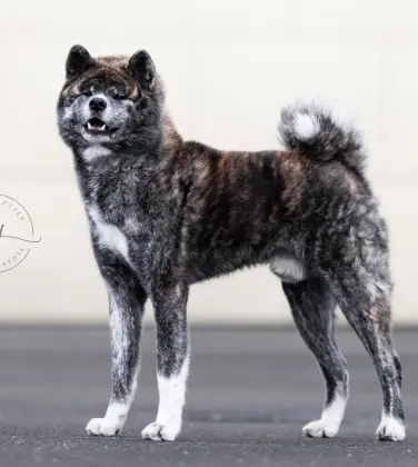 Retz Yannickretz Yannick Elevage Akita Inu Sarrebourg Akita Inu