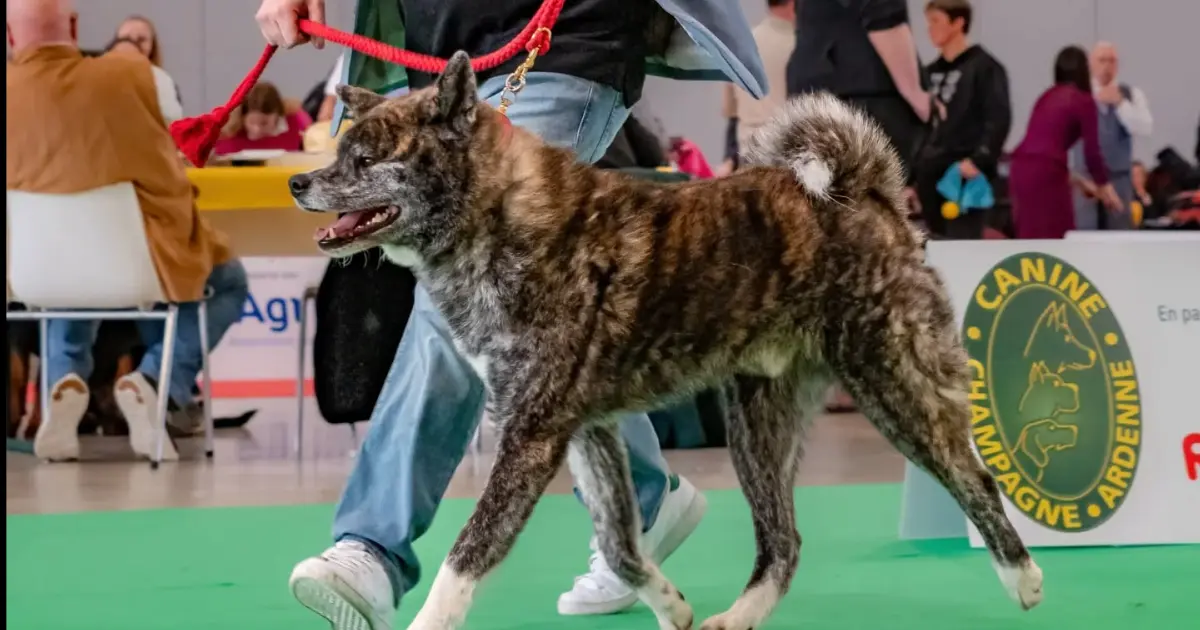Retz Yannickretz Yannick Elevage Akita Inu Sarrebourg Chalons En Champagne3