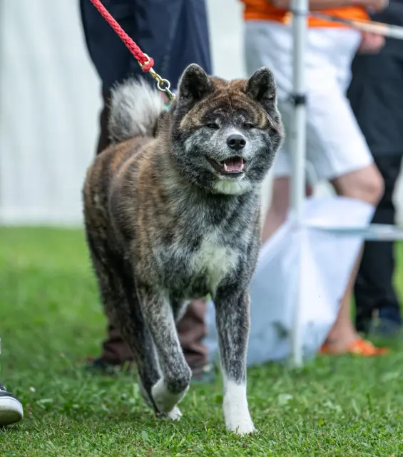 Retz Yannickretz Yannick Elevage Akita Inu Sarrebourg Elevage Serieux 1