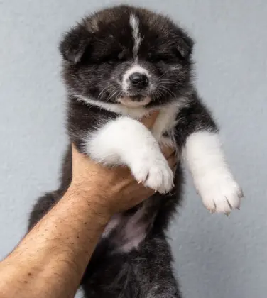 Retz Yannickretz Yannick Elevage Akita Inu Sarrebourg Race Japonaise