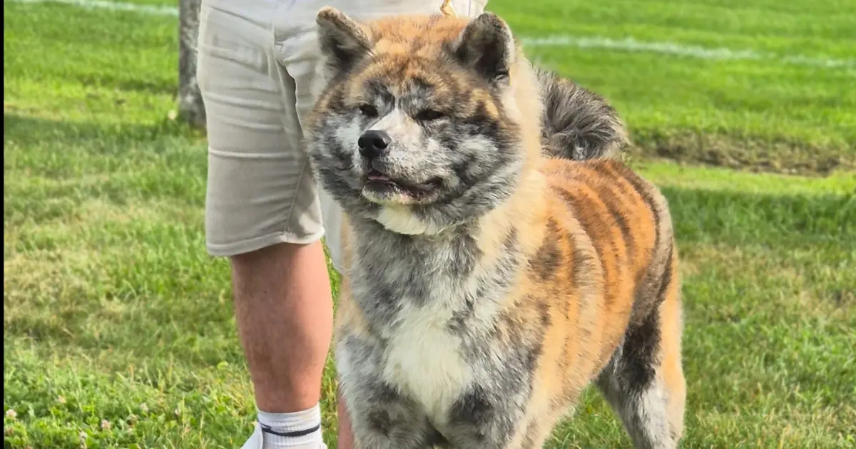 Retz Yannickretz Yannick Elevage Akita Inu Sarrebourg Show Agnetz1