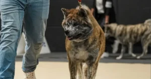 116th & 117th INTERNATIONAL DOG SHOW LUXEMBOURG