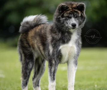 Retz Yannick Elevage Akita Inu Sarrebourg ANZU GO OF OOINUZA Femelle