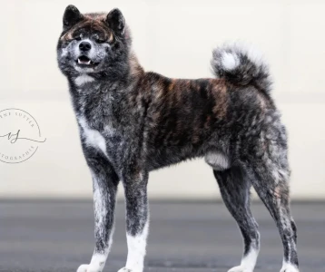 Retz Yannick Elevage Akita Inu Sarrebourg TAISUKE GO IKENOHATADE Male