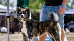 National dog show Strasbourg