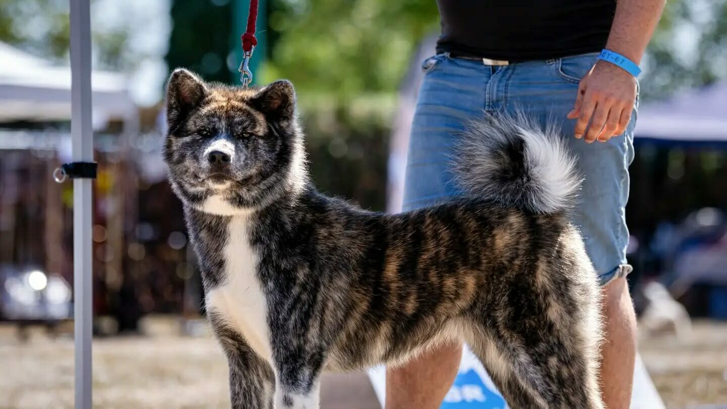 Of Ooinuza Elevage Akita Inu Sarrebourg 786242261 18043965536811648 1157685258956467951 N