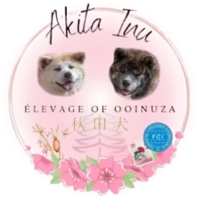 Of Ooinuza Elevage Akita Inu Sarrebourg Retz Yannickretz Yannick Elevage Akita Inu Sarrebourg Favicon Removebg Preview 4