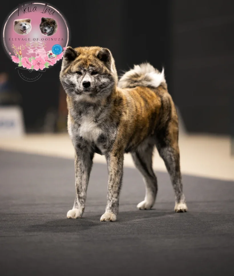 Of Ooinuza Elevage Akita Inu Sarrebourg Of Ooinuza Elevage Akita Inu Sarrebourg 423 1 1