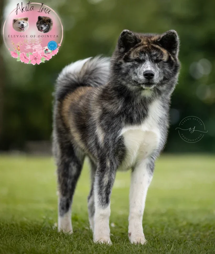 Of Ooinuza Elevage Akita Inu Sarrebourg Of Ooinuza Elevage Akita Inu Sarrebourg Article 1 1